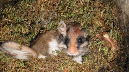 Bild: Rudi Leitl
Erkennen kann man den Gartenschläfer an seiner auffälligen schwarzen Augenbinde ("Zorro-Maske"), den großen Ohren, seinem rotbraun-grau gefärbten Fell und weißen Flanken sowie an seiner weißen Unterseite.