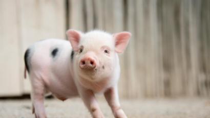 Symbolbild: Jochen Lübke
Mini-Schweine werden immer beliebter. Sie gelten als klug und werden in der Regel schnell stubenrein,