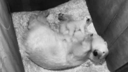 Bild: Tiergarten Schönnbrunn/APA/dpa
Das zehn Wochen alte Eisbären-Jungtier macht seine ersten Gehversuche.