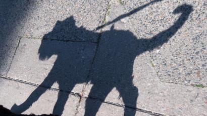 Symbolbild: Ralf Hirschberger/dpa
Angeleint war der Hund in Ensdorf nicht. Er kreuzte die Hauptstraße und wurde dabei leicht von einem Auto erfasst.