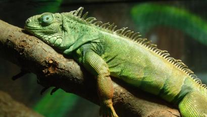 Bild: Wolfgang Thieme/dpa
In Florida können Leguane von den Bäumen fallen.