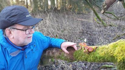 Bild: exb
Die meisten Menschen würden diese Pilze stehen lassen, Erhard Walberer aber nimmt die Samtfußrüblinge mit nach Hause und bereitet sich eine Mahlzeit damit zu. Das Ungewöhnliche: Der Pilz wächst auch im Winter.