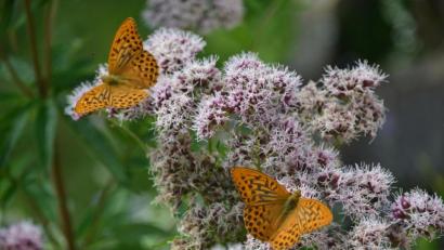 Bild: Hans Fenzel
Das Siegerbild „Blüten und Schmetterling“ stammt von Hans Fenzel.