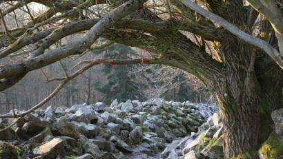 Bild: rpp
Mit seiner beschützend übergreifenden "Geste" versetzt dieser Baum den Spaziergänger inmitten der Steinwälle scheinbar in die Hobbits-Welt.
