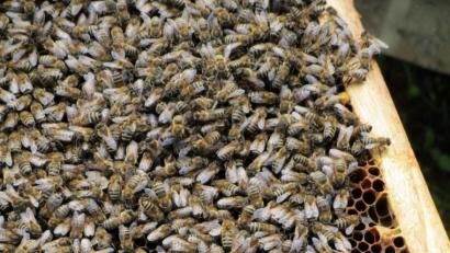 Bild: njn
Imkern ist ein schönes Hobby. Wer mehr darüber erfahren will, für den ist der Info-Abend des Imkervereins genau das Richtige.