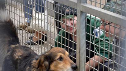Bild: exb
Das Tierheim Amberg braucht Finanzhilfe. Im Hauptausschuss wurden jetzt die Weichen für einen neuen Fundtiervertrag gestellt.