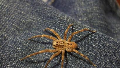 Bild: rankingranqueen/CC BY 2.0
Eine Zoropsis spinimana auch als Nosferatu-Spinne bekannt. Bild: rankingranqueen/CC BY 2.0