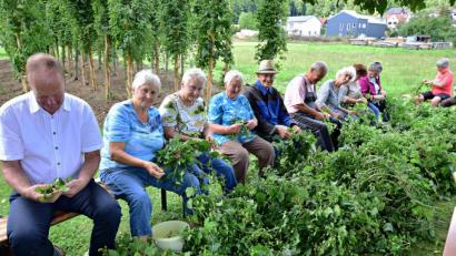 Bild: no
Einen festen Platz im Jahresablauf nimmt beim Gartenbauverein Illschwang das Hopfenernte ein. 2019 zupften an die 50 Freiwillige insgesamt 117 Kilo Hopfendolden.