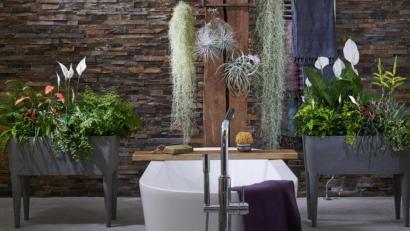 Bild: obs/Blumenbüro/Blumenbüro Holland
Eine Badezimmer-Gestaltung mit Tillandsia, Kletterficus, Frauenhaarfarn und Einblatt.