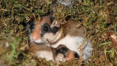 Bild: Rudolf Leitl/LBV/dpa
Die undatierte Aufnahme zeigt zwei Gartenschläfer in einem Nest.