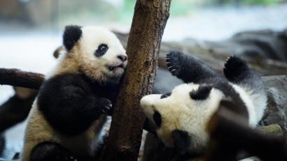 Bild: Gregor Fischer
Erster Ausflug der Panda-Zwillinge Meng Xiang (l, Pit) und Meng Yuan (Paule). Foto: Gregor Fischer/dpa