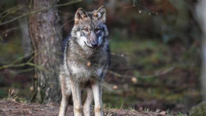 Bild: Patrick Pleul/dpa
Ein Wolf.