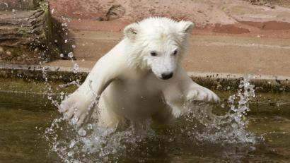 Bild: Daniel Karmann/dpa
Die junge Eisbärin Flocke schwimmt 2008 in ihrem Außengehege im Tiergarten in Nürnberg erstmals vor Besuchern. Mittlerweile hat Flocke selbst Nachwuchs - Drillinge.