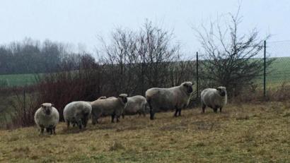 Bild: ca
Ganz schön wollig: Die sieben „Überlebenden“ stehen jetzt auf einer anderen Weide. Möglicherweise liegt es am dicken Winterfell, dass der Wolf den toten Tieren nur wenige Bisse zugefügt hat.