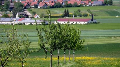 Bild: Daniel Karmann
Alte Apfelbäume stehen auf der "Obstarche", einer Streuobstwiese bei Gnotzheim im Landkreis Weißenburg-Gunzenhausen.