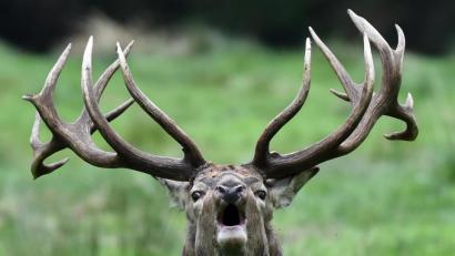 Symbolbild: Carsten Rehder
Rothirsche pflegen auf dem Truppenübungsplatz Grafenwöhr die Landschaft.
