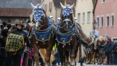 Bild: Armin Weigel
Pferde werden zum Berchinger Rossmarkt geführt. Der Berchinger Rossmarkt gilt als das größte Wintervolksfest im Freistaat. Foto: Armin Weigel/dpa