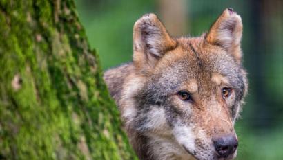 Bild: Lino Mirgeler
Hans Lehner ist Wolfsexperte. Er war am 9. Januar in Windischeschenbach vor Ort, nachdem der Besitzer die toten Schafe gemeldet hatte.