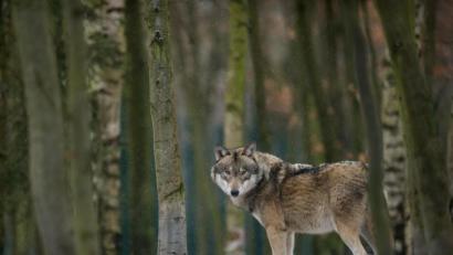 Symbolbild: Klaus-Dietmar Gabbert/ZB/dpa 
Dieser Wolf steht in einem Freigehege. In der nördlichen Oberpfalz gab es früher viele der großen Beutegreifer. Sie galten als ausgerottet, kehren aber langsam zurück.
