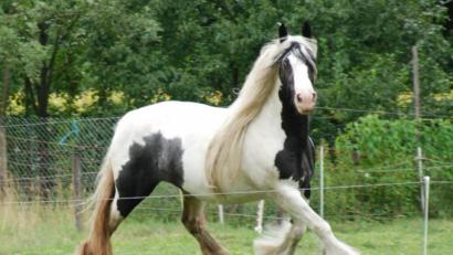 Bild: exb/Henk Monster
Ein Tinker – wie dieses Pferd (Symbolbild) – steht im Mittelpunkt eines Rechtsstreits vor dem Landgericht Weiden. 	Bild: exb/Henk Monster