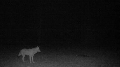 Bild: privat/exb
Dieses Foto eines Wolfs entstand etwa drei Kilometer nördlich von Mantel durch die Wildkamera eines Jägers.