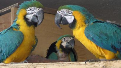 Bild: Christa Vogl
Mit ihrem leuchtenden Federkleid zählen Gelbbrustaras zu den schönsten Vögeln des tropischen Regenwalds. Wer sie privat halten will, sollte gewarnt sein: Sie stellen hohe Ansprüche.