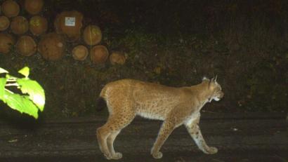 Bild:  Bayerische Staatsforsten Flossenbürg/Copyright Luchsprojekt Bayern BayLfU
Der Flossenbürger Luchs. Markant sind die schwarzen Flecken am Vorderlauf und das Pünktchenmuster an den Schenkeln. Insgesamt ist das Tier von drei Kameras fotografiert worden.