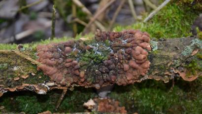Bild: Anne Wiesnet
Mystisch sieht sie aus, die "Trollhand". Die kleinen braunen Wülste des Pilzes könnten auch Finger sein.