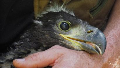Archivbild: tr
Ein junger Seeadler aus der Oberpfalz.