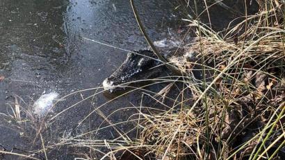 Bild: Polizei Niederbayern
Passanten haben bei der Kelheimer Polizei ein Krokodil in einem Tümpel gemeldet.