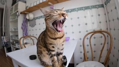 Bild: Axel Heimken/dpa
Auch Facebook ist überschwemmt von Katzenvideos.