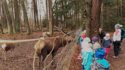 Bild: rha
Keineswegs scheu ist das Rotwild im Hirschgehege bei Sorghof. Die Kita-Kinder aus Sorghof haben zusammen mit ihren Erzieherinnen die Buben und Mädchen vom Waldkindergarten Räuberwald aus Kainsricht zu einem Gegenbesuch eingeladen.