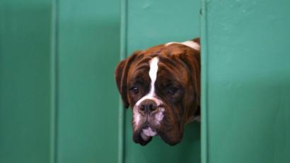 Symbolbild: Anita Maric
Der Boxer konnte auch nichts dafür, dass ihn sein betrunkenes Herrchen von der Leine ließ.