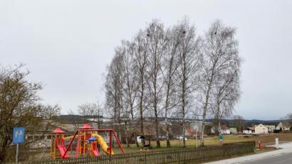 Bild: nza
Die Birken sollen noch im Februar gefällt werden. Eine Ersatzbepflanzung mit einem neuen Spielgerät wird dem Spielplatz einen neuen Look geben.
