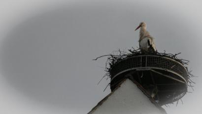 Bild: idu
Mal Ausschau halten: Der Storch nimmt den Horst in Trabitz in Beschlag.