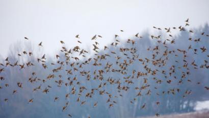 Archivbild: Andreas Hartl
Die ersten Zugvögel sind bereits zurück zu ihren Brutgebieten gekehrt. Der Grund hierfür ist der milde Winter in Bayern.