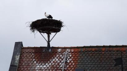 Bild:  Reinhard Schmid/exb
Frau Storch allein im Nest über dem Neustädter Landratsamt.