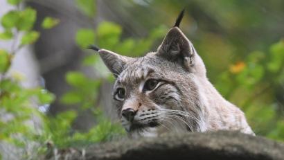 Bild: Holger Hollemann/dpa
Symbolbild. Ein Luchs liegt in seinem Gehege.