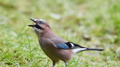 Bild: Georg Wendt/dpa
Heuer gibt es überdurchschnittlich viele Eichelhäher melden der Landesbund für Vogelschutz (LBV) und Naturschutzbunds (Nabu). Hier hat einer in einem Garten eine Erdnuss gefunden.