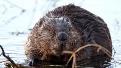 Bild: Patrick Pleul/dpa
Symbolbild