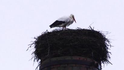 Bild: bkr
Der Storch ist zurück in Immenreuth und trotzt dort Wind und Regen.