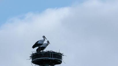 Bild: idu
Ein zweiter Storch hat den Weg nach Trabitz gefunden.