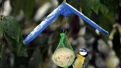 Bild: Federico Gambarini/dpa
Eine Blaumeise hängt an einem Meisenknödel.