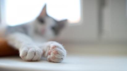 Bild: Jochen Lübke
Ein junger Kater liegt auf einer Fensterbank. Foto: picture alliance / dpa/Archivbild