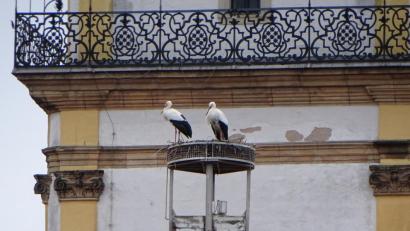 Bild: Dobmeier
Der zweite Storch ist im Horst am Alten Schulhaus gelandet.