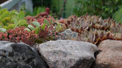 Bild: Portner
Schotterwüsten sind nicht gut fürs Klima; Steingärten mit passender Bepflanzung (wie Hauswurz/Sempervivum) dagegen schon.