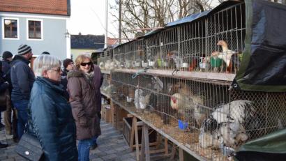 Bild: bnr
Nicht nur Züchter, auch auffallend viele Frauen interessierten sich für die ausgestellten Tiere.