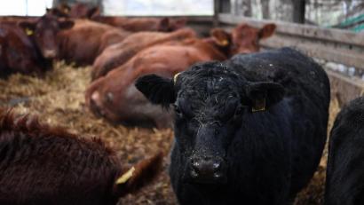 Bild: Carmen Jaspersen
Betrüger hatten es auf Angus-Rinder bei Coburg abgesehen. Die Polizei entdeckte die verschwundene Herde bei Celle (Niedersachsen).