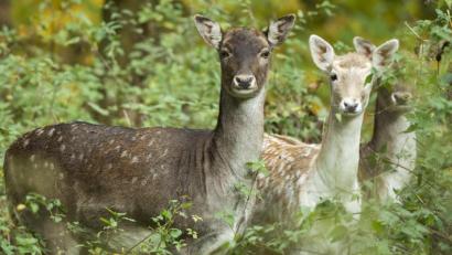 Bild: Christophe Gateau/dpa
Symbolbild.