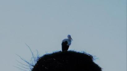 Bild: gz
Der Storch begutachtet nach der Ankunft sein Sommerquartier.